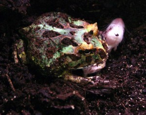 Rohatka cranwellova (Ceratophrys cranwelli)