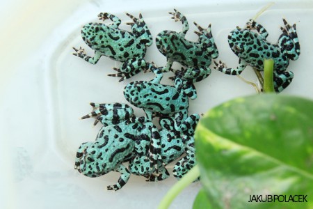 Green and Blue fire bellied toads 