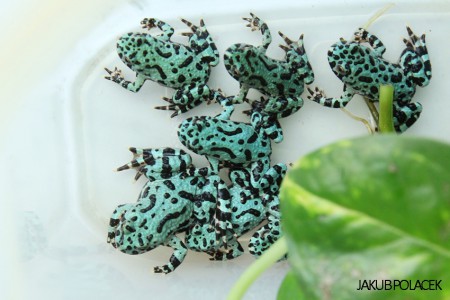 Blue fire belly toad for sale 2025