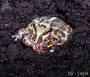 Rohatka cranwellova (Ceratophrys cranwelli) se švábem