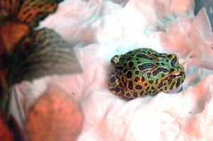 Rohatka ozdobná (Ceratophrys ornata)